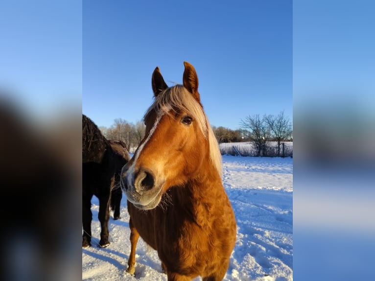 Haflinger Mix Merrie 14 Jaar 141 cm in Glocksin