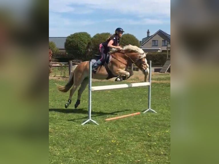 Haflinger Merrie 14 Jaar 143 cm in Mechelen