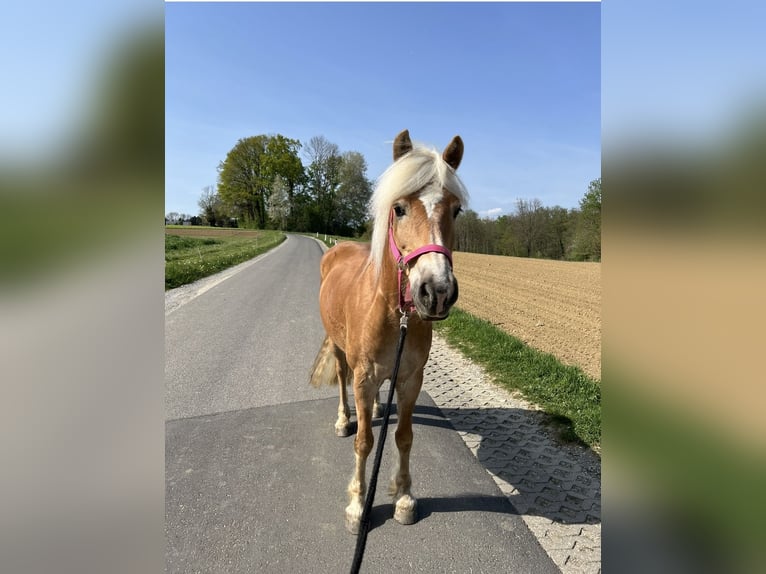 Haflinger Merrie 14 Jaar 144 cm  in Graz,08.Bez.:Sankt Peter