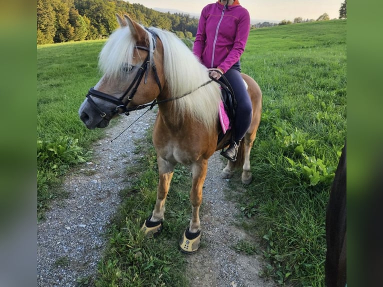 Haflinger Merrie 14 Jaar 144 cm  in Graz,08.Bez.:Sankt Peter