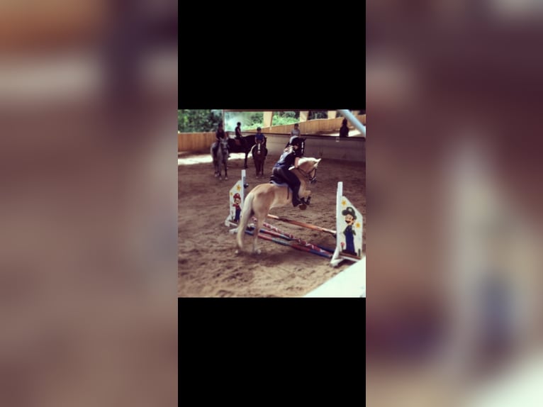 Haflinger Merrie 14 Jaar 144 cm  in Graz,08.Bez.:Sankt Peter