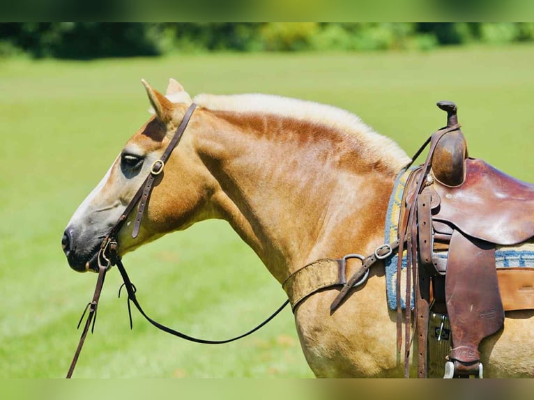 Haflinger Merrie 14 Jaar 145 cm Palomino in Sonora