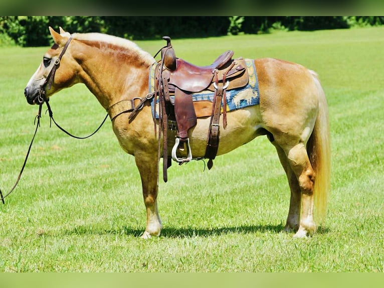 Haflinger Merrie 14 Jaar 145 cm Palomino in Sonora