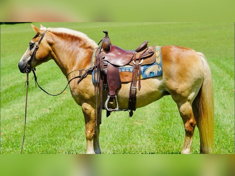 Haflinger Merrie 14 Jaar 145 cm Palomino in Sonora