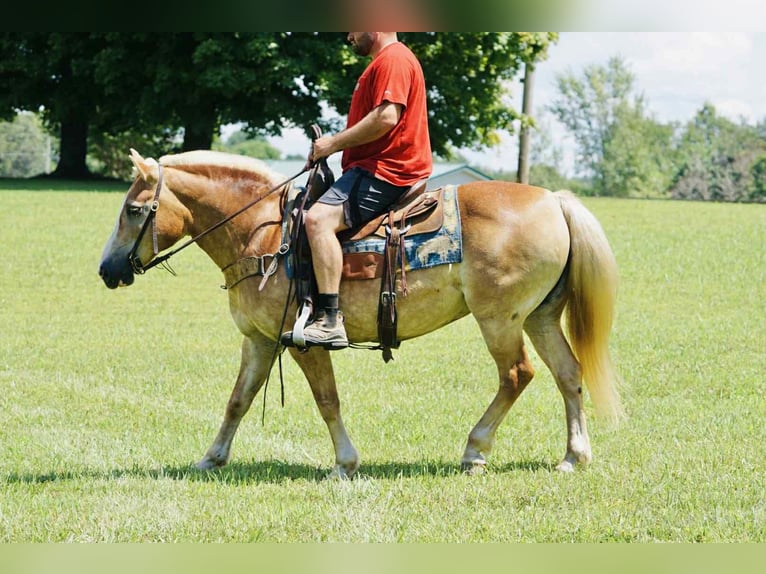Haflinger Merrie 14 Jaar 145 cm Palomino in Sonora