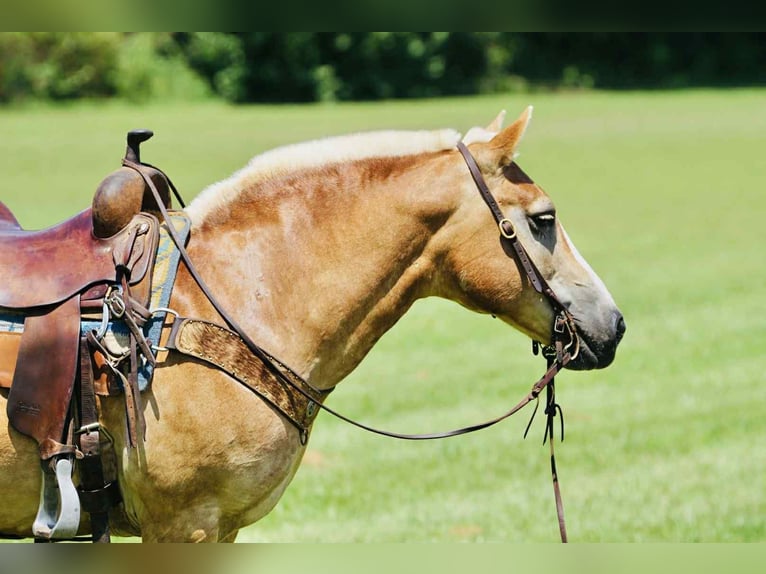 Haflinger Merrie 14 Jaar 145 cm Palomino in Sonora