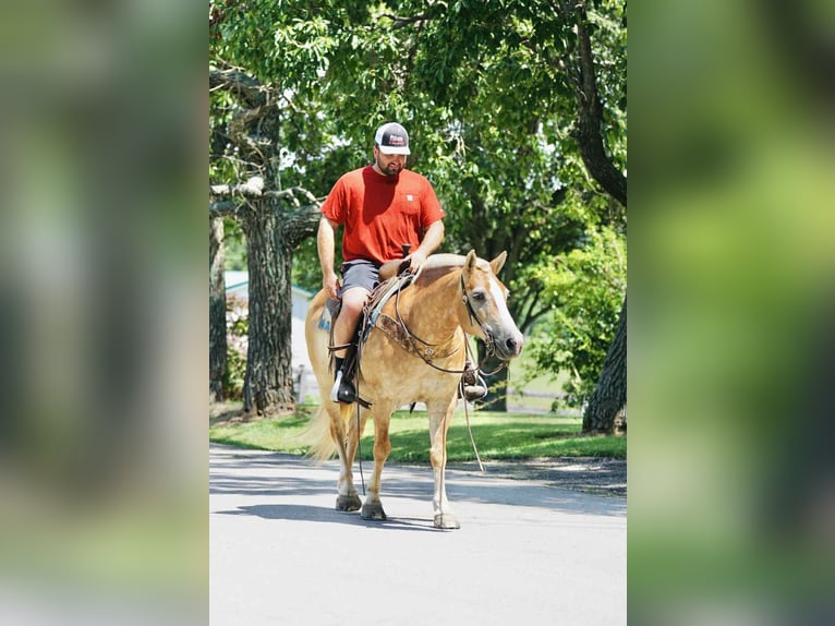 Haflinger Merrie 14 Jaar 145 cm Palomino in Sonora