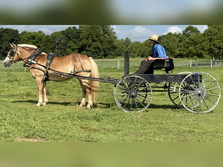 Haflinger Merrie 14 Jaar 145 cm Palomino in Sonora
