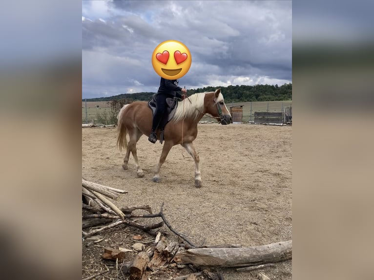 Haflinger Merrie 14 Jaar 145 cm Vos in Ballenstedt