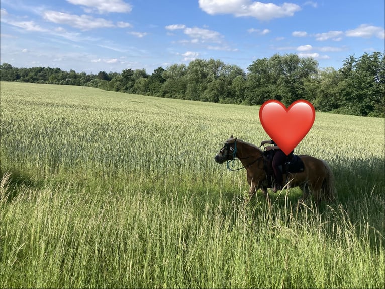 Haflinger Merrie 14 Jaar 145 cm Vos in Ballenstedt