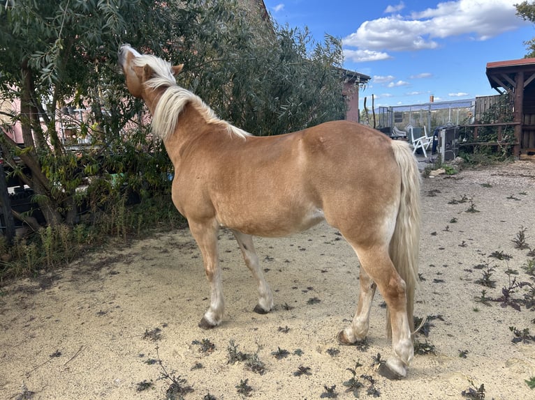 Haflinger Merrie 14 Jaar 145 cm Vos in Ballenstedt