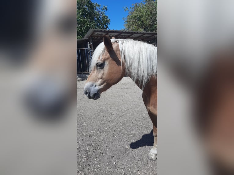 Haflinger Merrie 14 Jaar 147 cm  in Wendelsheim