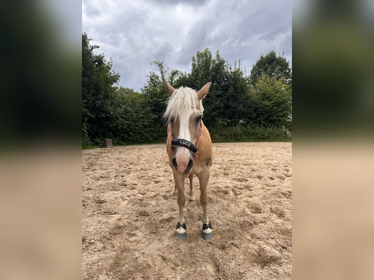 Haflinger Mix Merrie 14 Jaar 148 cm  in Hameln