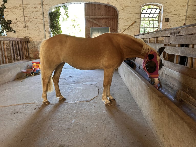 Haflinger Mix Merrie 14 Jaar 148 cm  in Hameln
