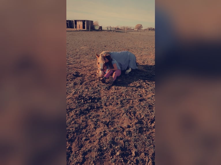 Haflinger Mix Merrie 14 Jaar 148 cm Vos in Schönberg