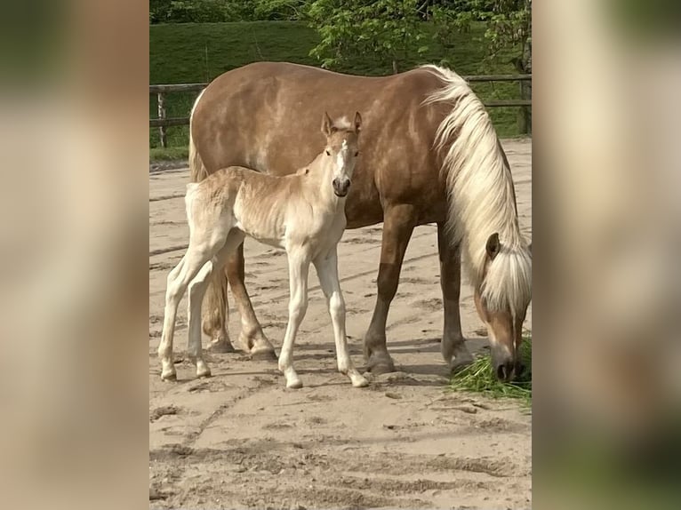 Haflinger Merrie 14 Jaar 156 cm Vos in Duisburg
