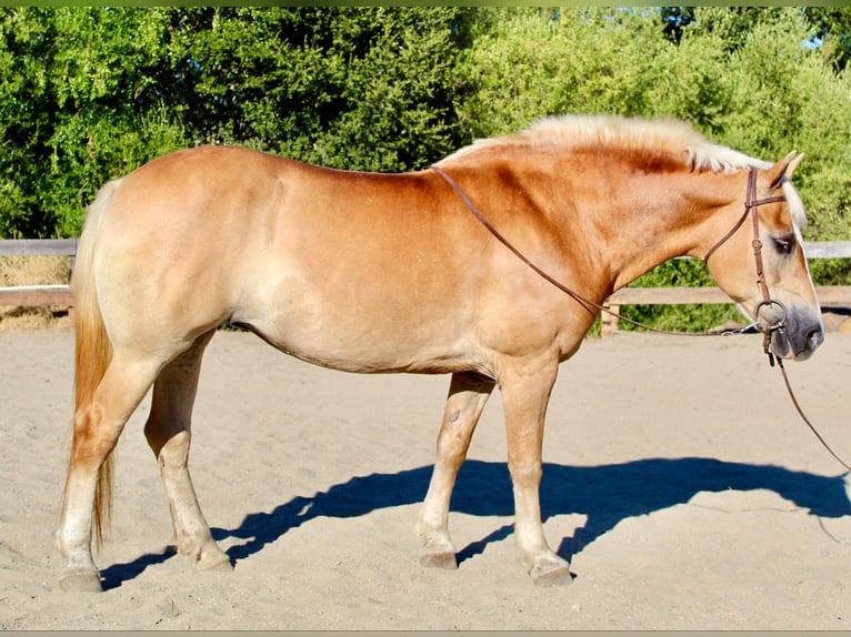 Haflinger Merrie 14 Jaar Donkere-vos in Bitterwater CA