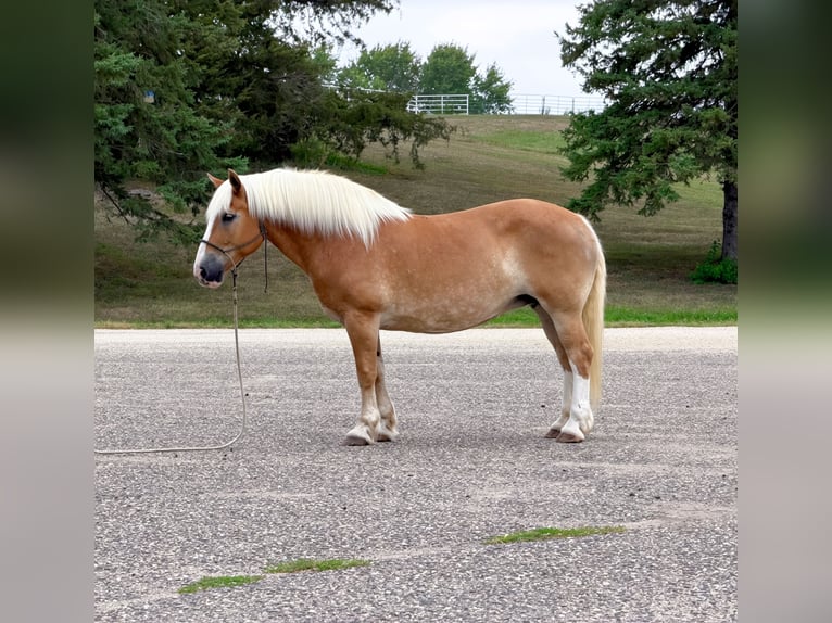 Haflinger Merrie 14 Jaar Donkere-vos in Cannon Falls