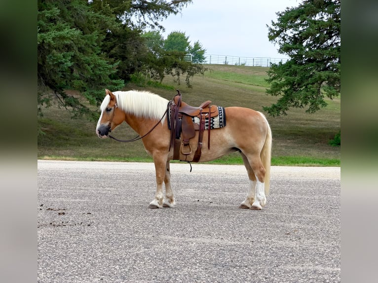 Haflinger Merrie 14 Jaar Donkere-vos in Cannon Falls