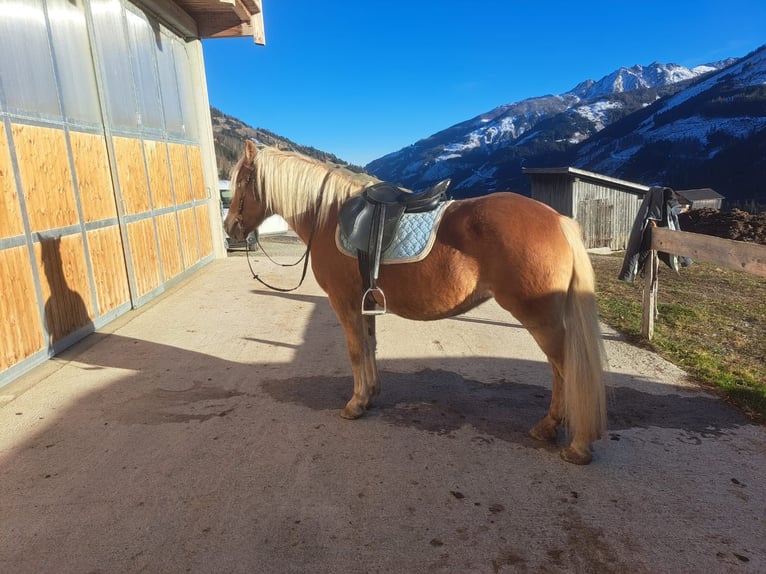 Haflinger Merrie 14 Jaar in Obertilliach