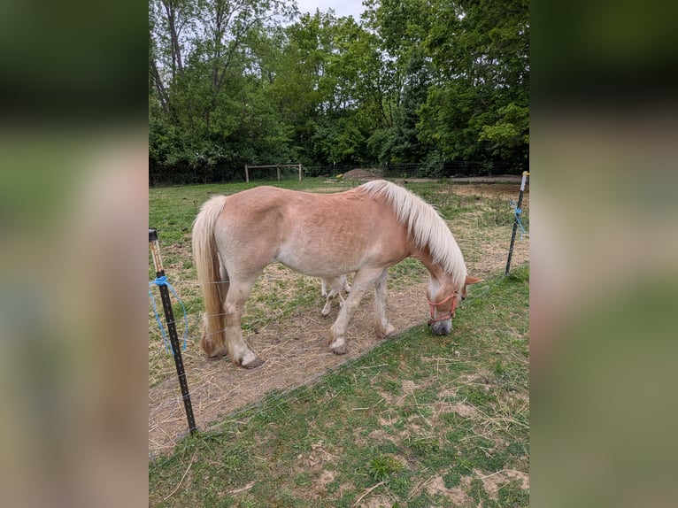Haflinger Merrie 15 Jaar 132 cm Donkere-vos in New Carlisle, Ohio