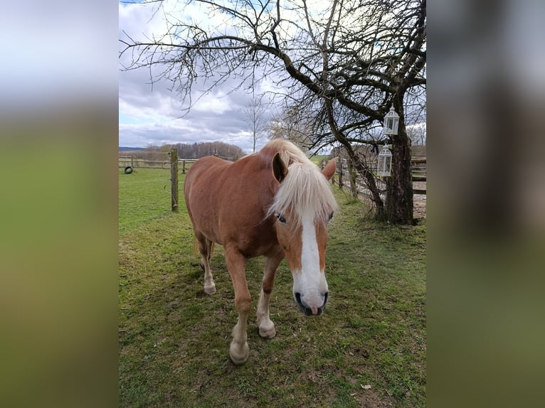 Haflinger Merrie 15 Jaar 140 cm Vos in Berching