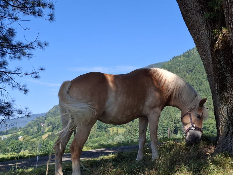 Haflinger Merrie 15 Jaar 147 cm in St. Georgen