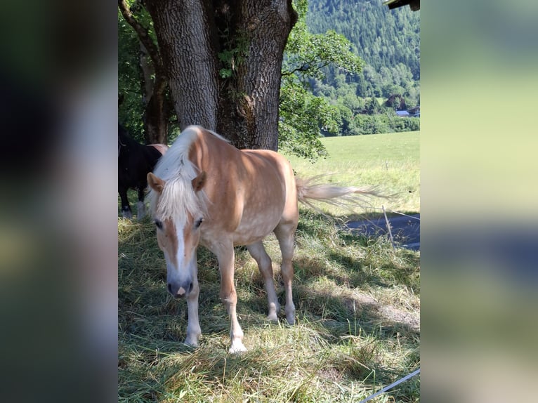 Haflinger Merrie 15 Jaar 147 cm in St. Georgen