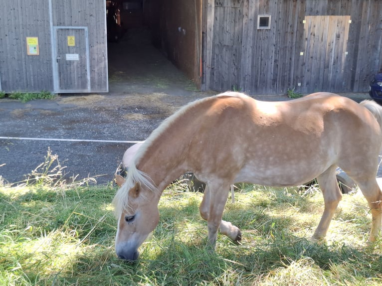 Haflinger Merrie 15 Jaar 147 cm in St. Georgen