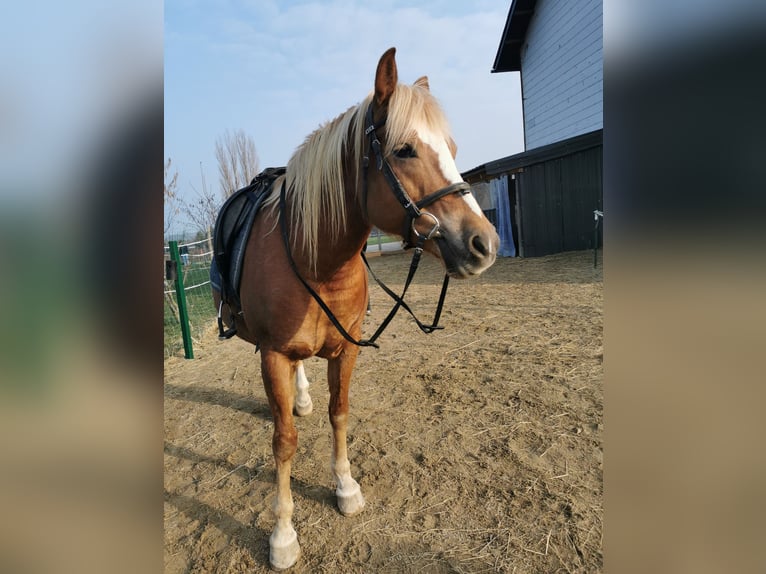 Haflinger Mix Merrie 15 Jaar 150 cm Donkere-vos in Obertrum am See