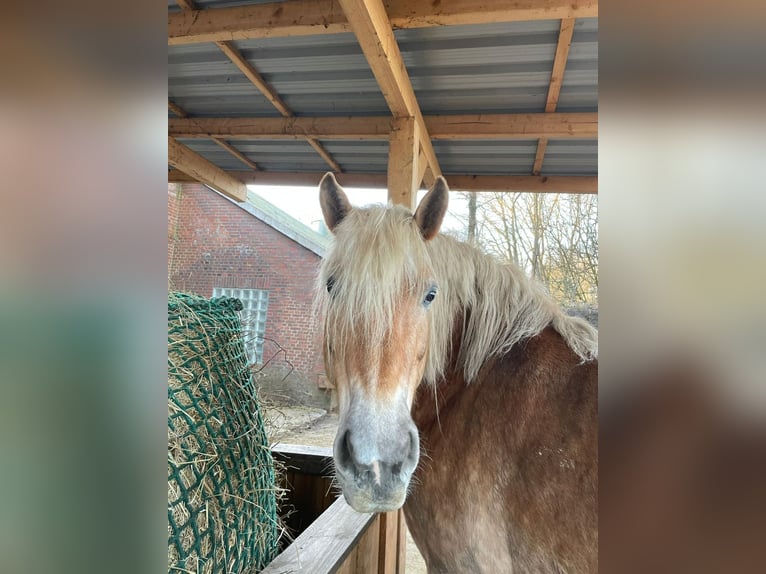 Haflinger Merrie 15 Jaar 150 cm  in Aurich