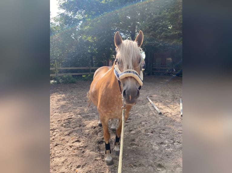 Haflinger Merrie 15 Jaar 150 cm  in Aurich