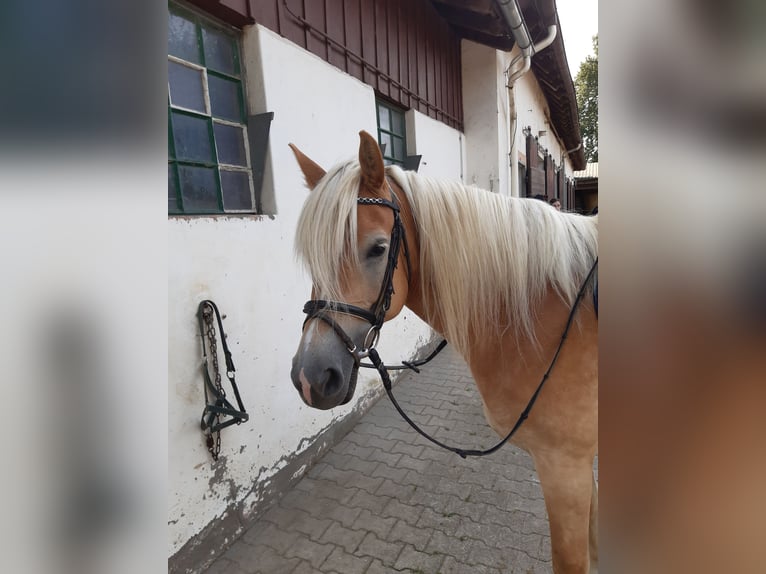 Haflinger Merrie 15 Jaar 150 cm Vos in Rheinm&#xFC;nster