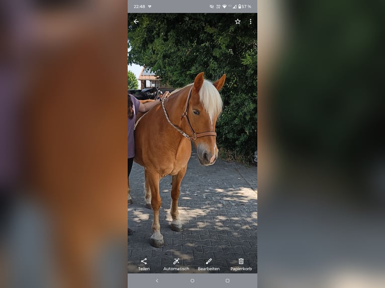 Haflinger Mix Merrie 15 Jaar 150 cm Vos in Wöllstadt