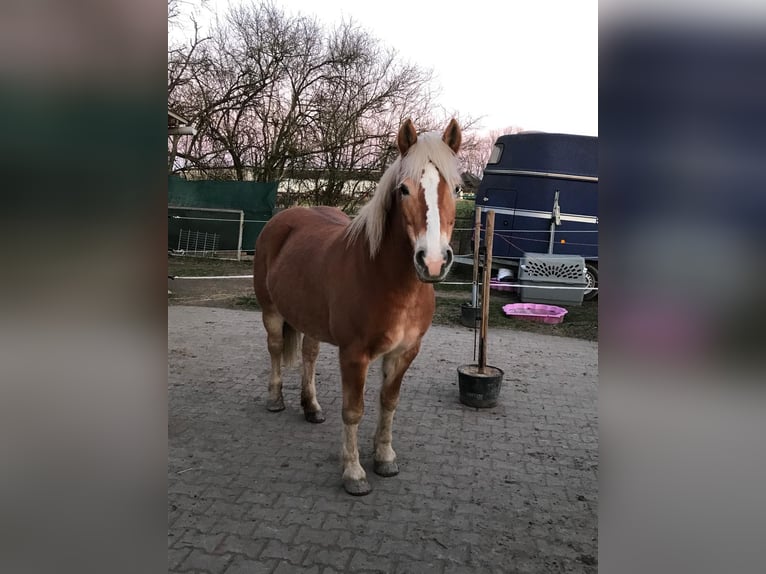 Haflinger Mix Merrie 15 Jaar 152 cm  in Einhausen