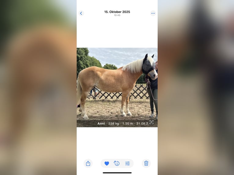 Haflinger Mix Merrie 15 Jaar 152 cm  in Einhausen