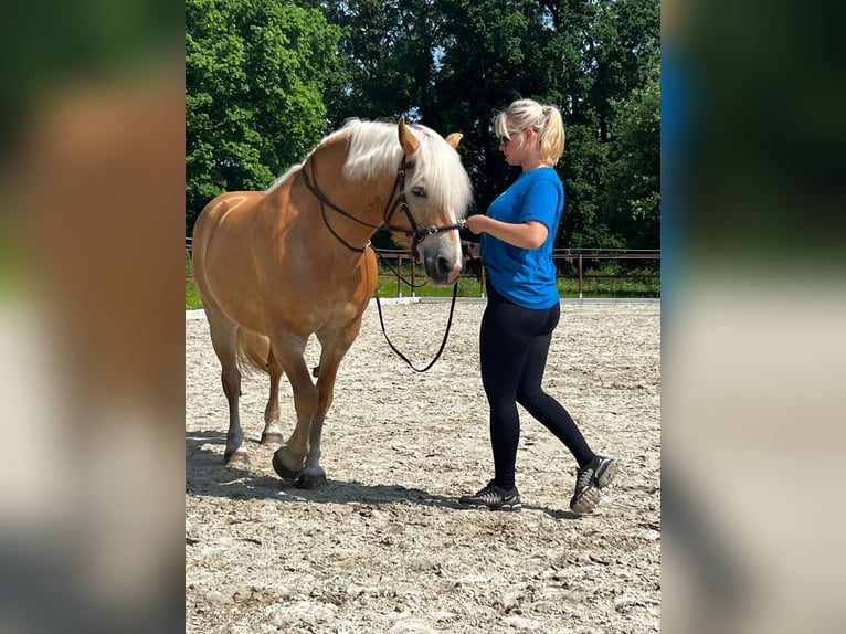 Haflinger Merrie 15 Jaar 153 cm Vos in Achim