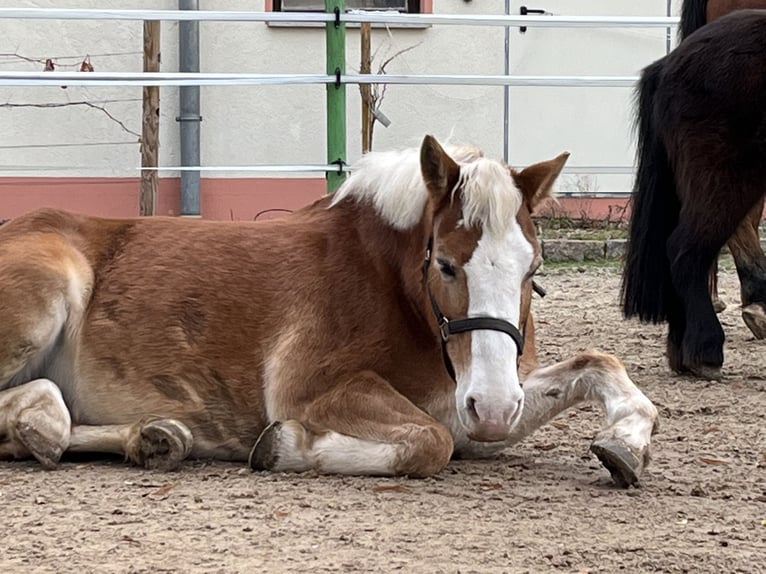Haflinger Merrie 16 Jaar 140 cm Vos in Markranstädt