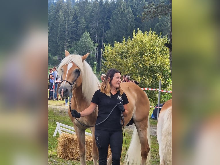 Haflinger Merrie 16 Jaar 144 cm in Obersch&#xFC;tt