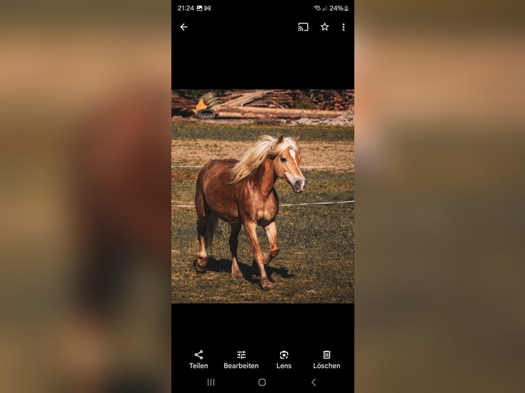 Haflinger Merrie 16 Jaar 144 cm in Obersch&#xFC;tt