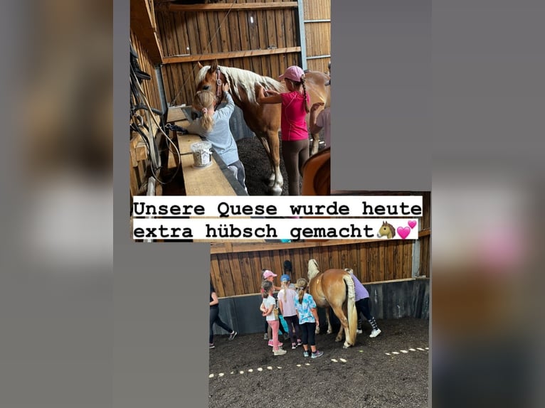 Haflinger Merrie 16 Jaar 146 cm  in Rieneck