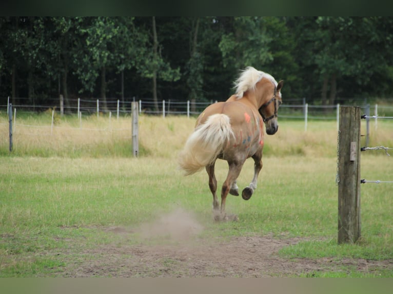 Haflinger Merrie 16 Jaar 148 cm Falbe in Geeste