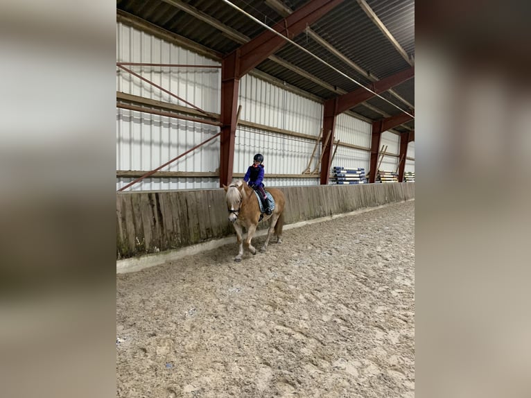 Haflinger Merrie 16 Jaar 148 cm Falbe in Geeste