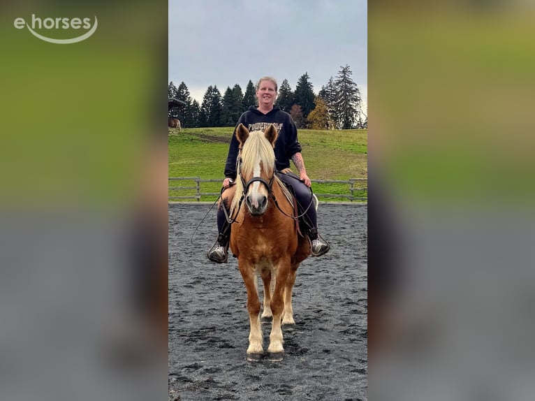 Haflinger Merrie 16 Jaar 150 cm Champagne in St. Stefan Im Gailtal