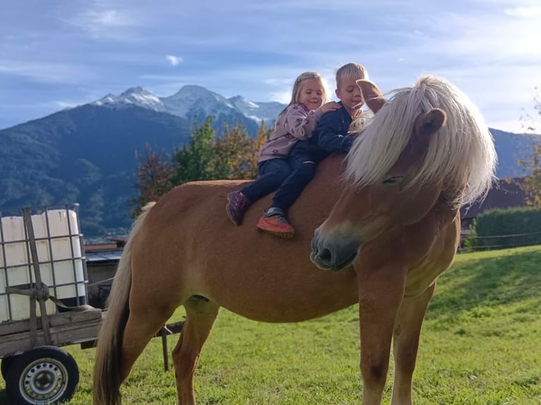 Haflinger Merrie 16 Jaar 150 cm in Telfs