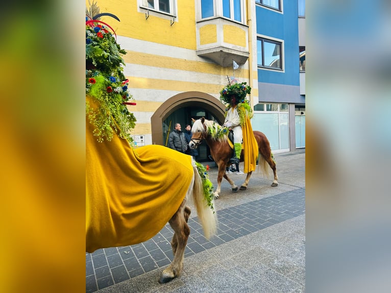 Haflinger Merrie 16 Jaar 150 cm in Telfs