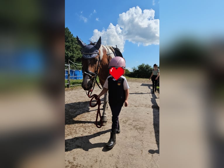 Haflinger Mix Merrie 16 Jaar 150 cm Gevlekt-paard in Leer (Ostfriesland)