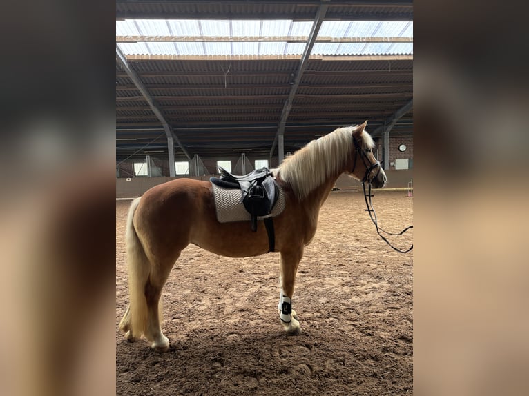 Haflinger Merrie 16 Jaar 150 cm  in Friesoythe