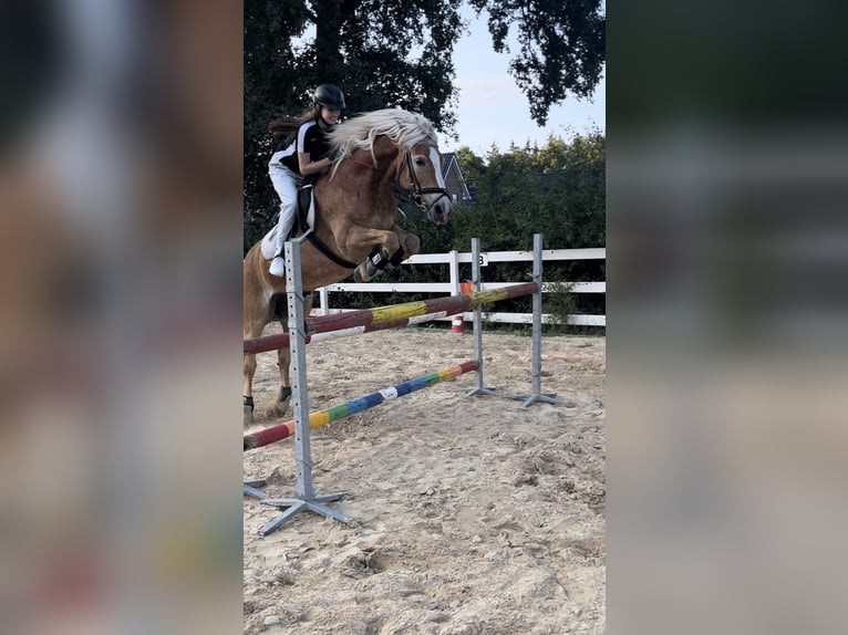 Haflinger Merrie 16 Jaar 150 cm  in Friesoythe