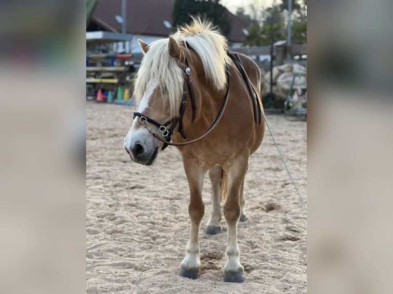Haflinger Merrie 16 Jaar 150 cm Vos in Gossersweiler